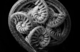 Chapter Six – The Nature of Spin & Battery